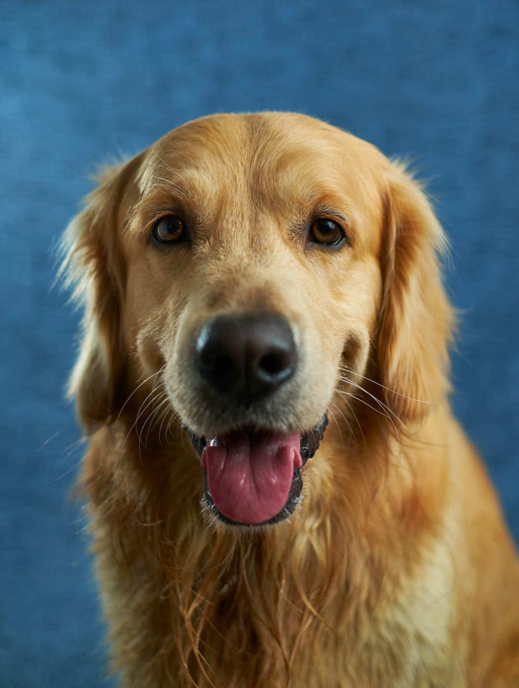 Original Golden Retriever reference photo