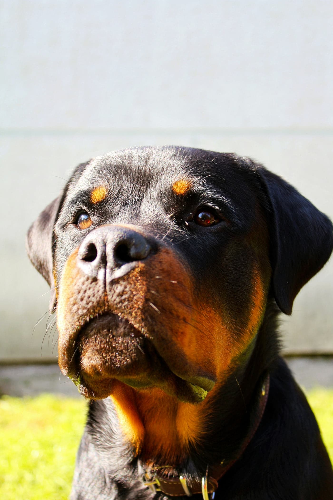 Rottweiler reference image