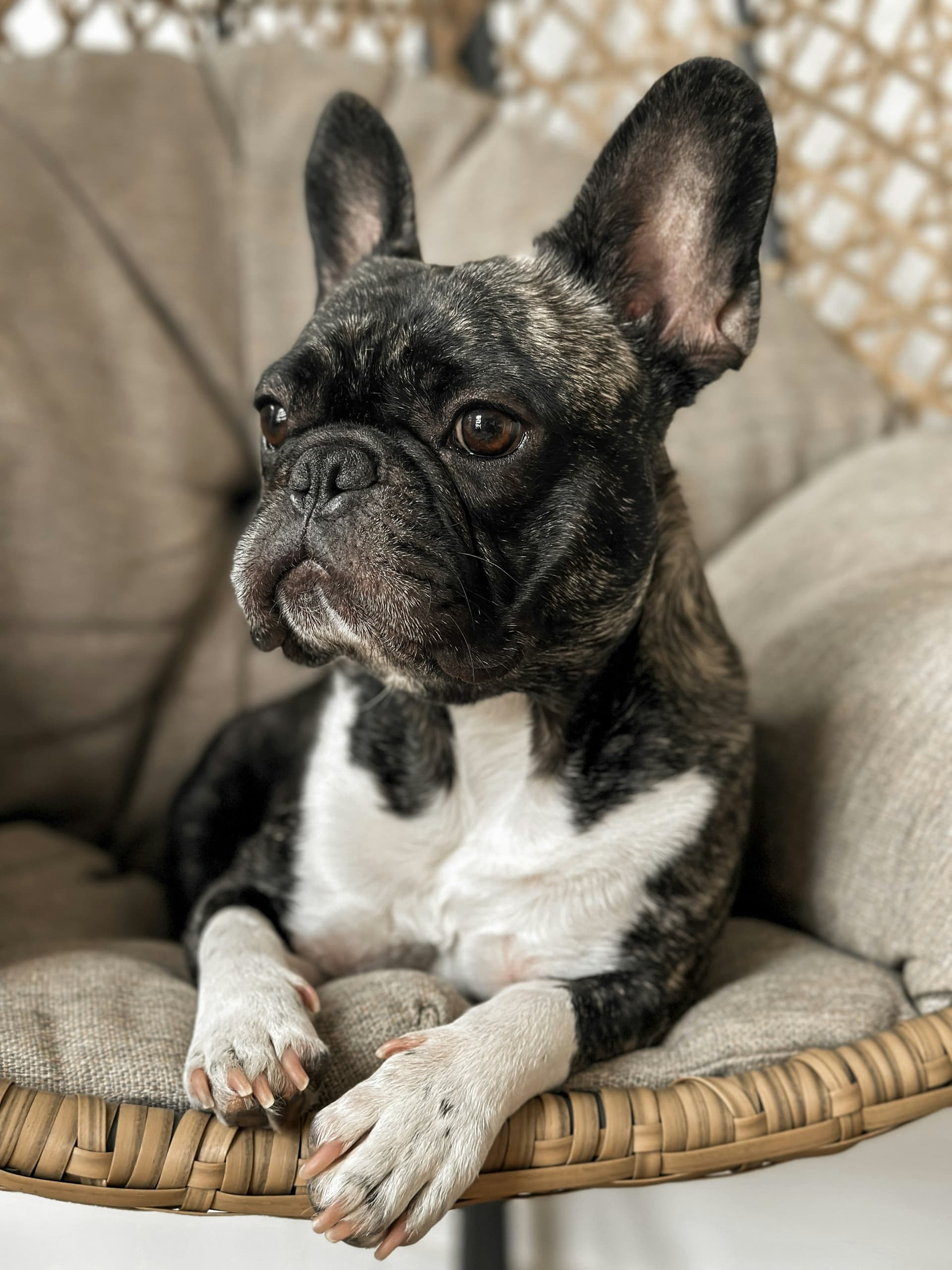 Original French Bulldog reference photo