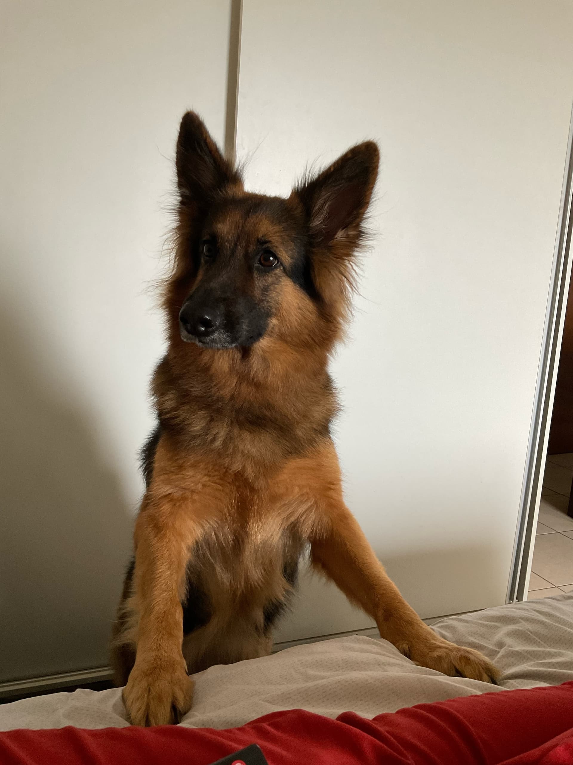 Original German Shepherd photo